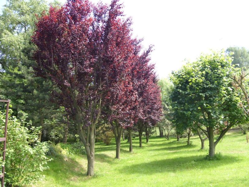 ranczo 10